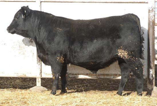 7 +46 +79 +28 +9 +.88 +.37 +50.01 +105.06 This is the flush brother to the lot 19 bull. This calf has a really nice pattern and expresses some real nature thickness.