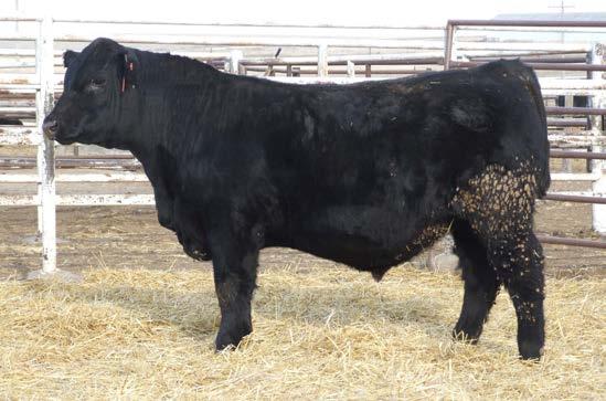 $29$ lundgren angus ranch $ yearling bulls LAR Harley 551 DOB: 1/31/15 Reg: 18273392 Tattoo: 551 Connealy Consensus 7229 Connealy Consensus E&B Harley Lar Blue Lilly of Conanga 16 +E&B Lady 6106 Ext