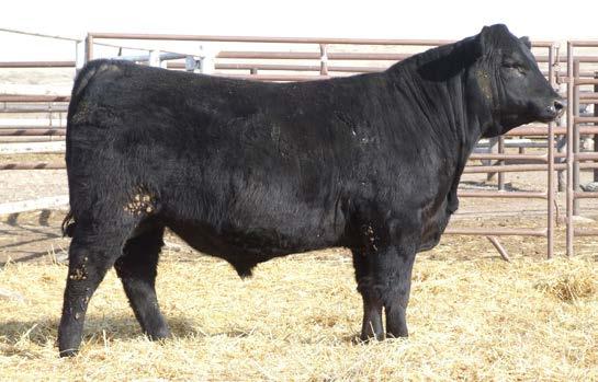 +9 +0.0 +47 +87 +23 +10 +.82 +.44 +45.67 +84.19 If you are looking to moderate the frame size of your cattle while adding muscle shape, then this Harley son is one you need to mark.