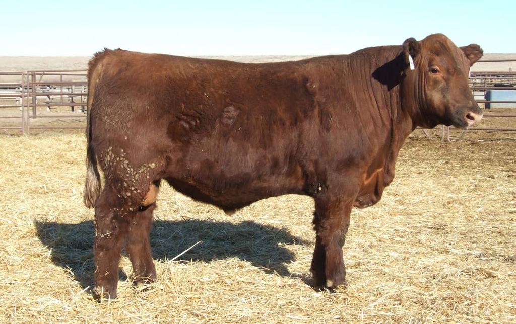 lundgren angus ranch $ yearling bulls Lot 48 $48$ CED BW WW YW MILK CEM MARB REA HB GM $49$ BKC New Direction 518 DOB: 2/06/15 Reg: 3485815 Tattoo: 518 Andras In Focus B152 Mytty In Focus Andras New