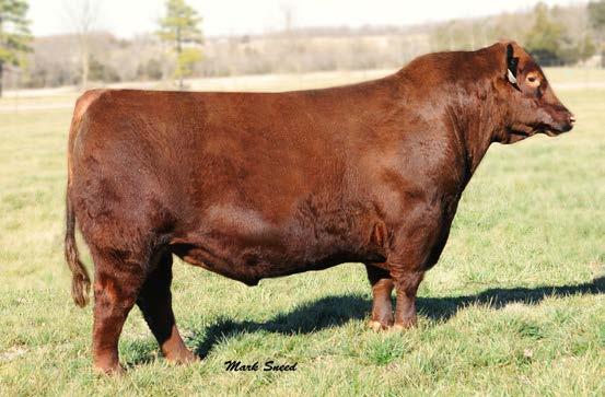 Bon VIew New Design 1407 LCC Sereola LA070 3-0.1 71 128 28 2 0.60 0.45 108 53 This year s lead off Red Angus bull is a tremendous individual with a unique pedigree.