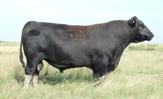 $E$ lundgren angus ranch $ reference sires E&B Harley lar DOB: 1/21/13 Reg: 17616279 Tattoo: 3148 Connealy Consensus #KMK Alliance 6595 I87 Connealy Consensus 7229 Blinda of Conanga 004 Blue Lilly of