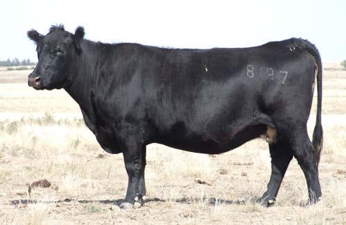110 #TC Georgina 9151 +9-0.8 +55 +98 +30 +12 +.63 +.78 +71.09 +108.38 This is our first Connealy Comrade calves, and these first two flush brothers really set the stage for this sire group.
