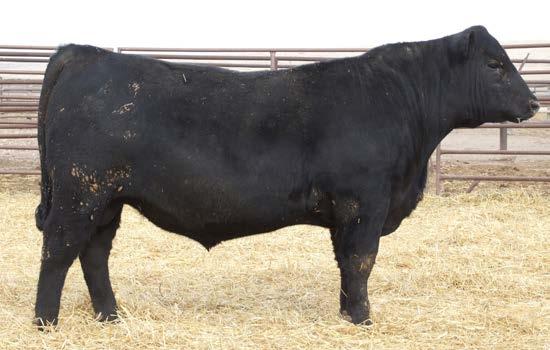 19 Here is an outstanding Harley son that is out of a very attractive Final Answer daughter. Take notice of the length of spine and rear quarter on this bull.
