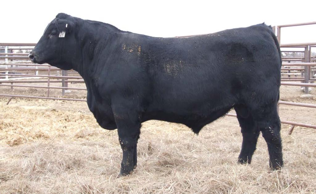 Mohnen Substantial 272 - Sire of Lots 27 & 28 Lot 28 $17$ $28$ LAR Substantial 671 DOB: 1/17/16 Reg: 18621107 Tattoo: 671 Mohnen Substantial 272 Benfield Edella 1105 #LCC New Standard #Bon View New
