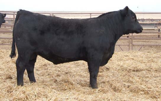 59 +.03 +52.39 +108.07 If you are looking to maximize your weaning weights, here is a bull for you. Look at the adjusted 205 on this calf over nearly 730 pounds.