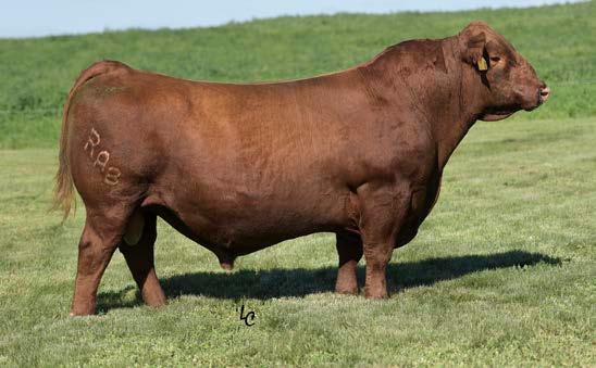 CED BW WW YW MILK CEM MARB REA HB GM +11-5.0 +67 +99 +16 +5 +.90 +.25 154 53 What an impressive start to this year s Red Angus offering!