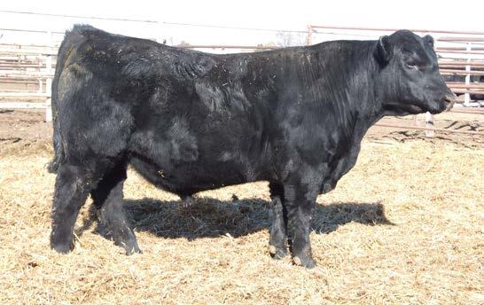 2 +52 +94 +23 +16 +.55 +.20 +51.20 +121.08 This Payweight son is likely to catch a lot of attention on sale day. Look at the depth of body and overall mass that this moderate framed bull possesses.