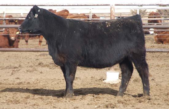 Here is an opportunity to buy a female that could be the cornerstone of your herd.