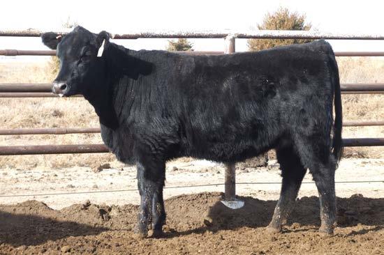 $107$ lundgren angus ranch $ yearling heifers LAR Blackbird 6291 DOB: 1/10/16 Reg: 18619697 Tattoo: 6291 Connealy Confidence 0100 Connealy Tobin +Connealy Courage 25L Becka Gala of Conanga 8281 Pearl