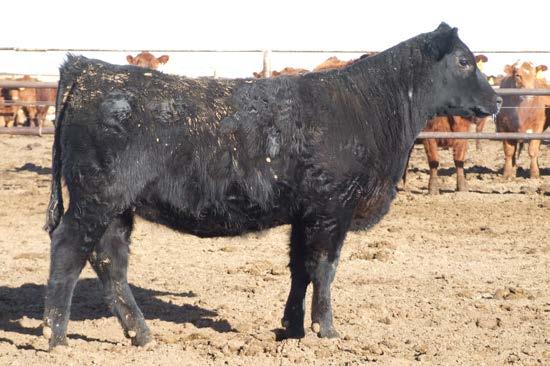 #LAR Blackbird 952 +16-0.7 +47 +84 +20 +16 +.05 +.50 +41.71 +78.06 This Connealy Courage 25L female might be as feminine as any of the females in the sale.