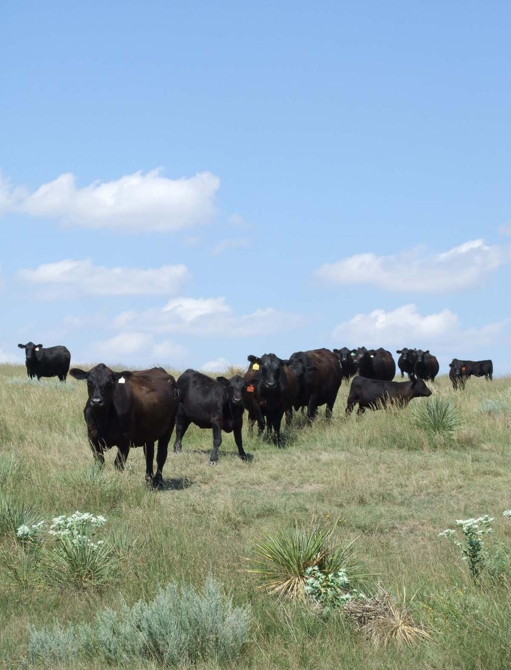 Meyer Natural Angus strives to produce the best beef eating experience for the consumer through its rigorous standards on genetics and management practices.