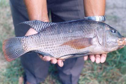 POLYCULTURE OF GRASS CARP AND NILE
