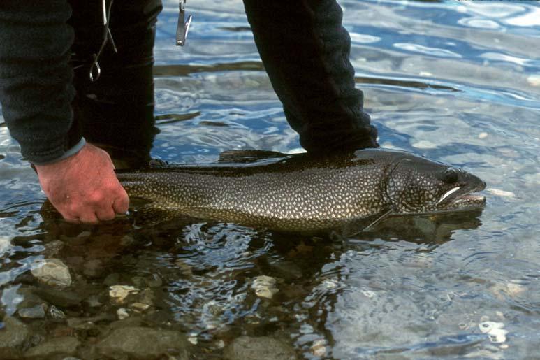 6 FMZ 10: Lake Trout Operational Objectives and Management also provide direction to local groups when determining potential restoration projects. 1. Engage local districts Community Fish and Wildlife Involvement Program (CFWIP) partners and stewardship groups.