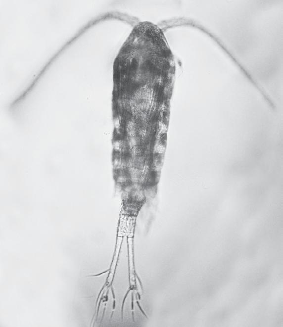Figure 2: Photograph of one type of zooplankton who live in the estuary Figure 3: Photograph of the Gironde estuary Figure 4: Fishing in the Gironde estuary Methods To find out, we looked a lot of