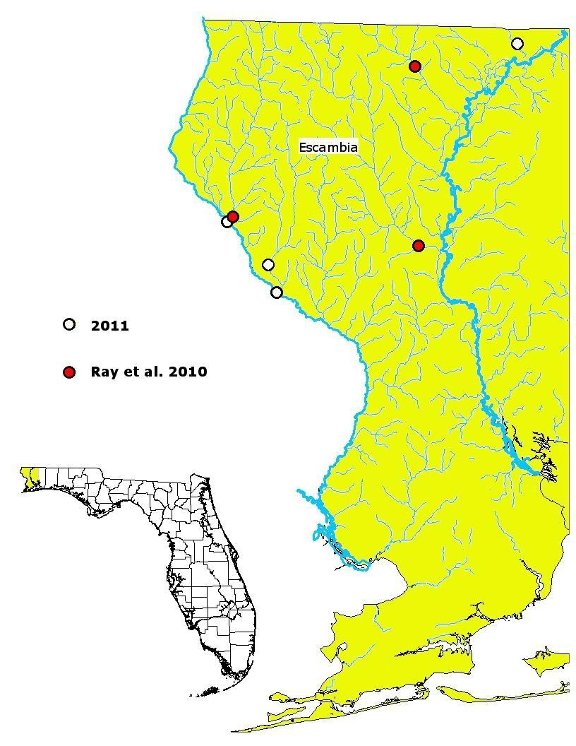 Fig. 3. Distribution of Alloperla prognoides in Florida. were made for A. prognoides from gravel reaches on Boggy Creek and the Perdido River above the Boggy Creek confluence. Last instar A.
