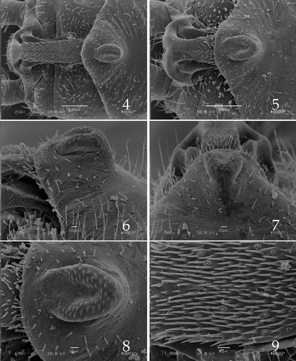 Figs. 4-9. Allocapnia starki male genitalic structures for Florida specimens. 4. Epiproct and dorsal process, dorsal aspect. 5. Dorsal process and epiproct base, dorsal aspect. 6.