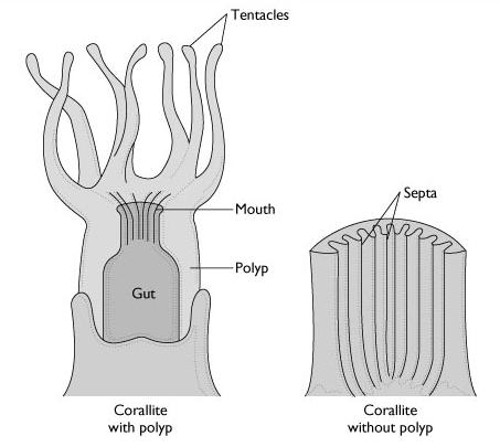 Biology of Corals Body is called a polyp, a hollow sac-like structure smaller than a pencil eraser Mouth surrounded by tentacles, which contain stinging structures called