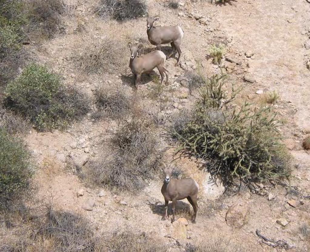What's at stake Unit 22 Desert bighorn sheep population Unit 24B Desert bighorn sheep population Establishment of new Rocky Mountain Bighorn
