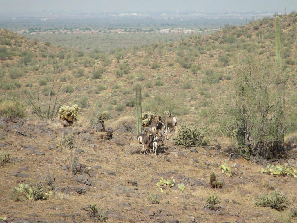 Although bighorn sheep are known to disperse between mountain ranges through flat areas, bighorn sheep generally prefer rugged topography to escape