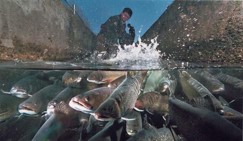 fisheries Conserves sport fish populations and promotes and develops public fishing