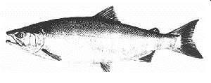 ALASKA DEPARTMENT OF FISH AND GAME DIVISION OF COMMERCIAL FISHERIES NEWS RELEASE Cora Campbell, Commssoner Jeff Regnart, Drector Contact: Cordova ADF&G Steve Mofftt, PWS Fnfsh Research Bologst 401