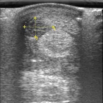 (Opposite page) This is an ultrasound image of a normal Superficial Digital Flexor Tendon (A), Deep Digital Flexor Tendon (B), Inferior Check Ligament (C), and Suspensory Ligament (D).