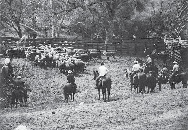 WILL GILL & SONS (Opposite page) Working cattle in the California foothills on the Will Gill & Sons ranches required lots of good horses to get the job done.