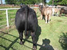 Mature Size Genetic Trend for Yearling