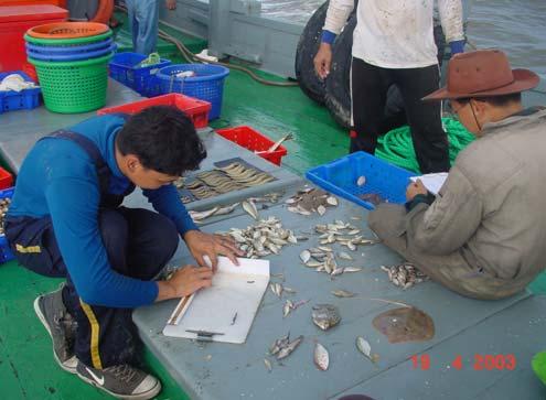 Catch from the operation was sorted and classified in the group i.e. fish, squid, shrimp and crab. Weight of catch data was recorded by the total weight in gram.