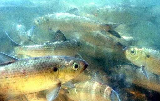 (New Bedford Reservoir) for river herring 2.