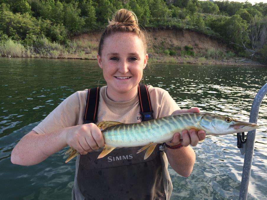 2016 Utah continues to produce & stock its own tiger muskie.