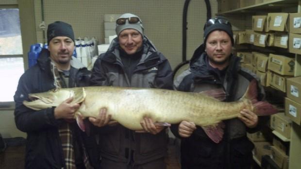 Harvest Can definitely influence size structure of muskie