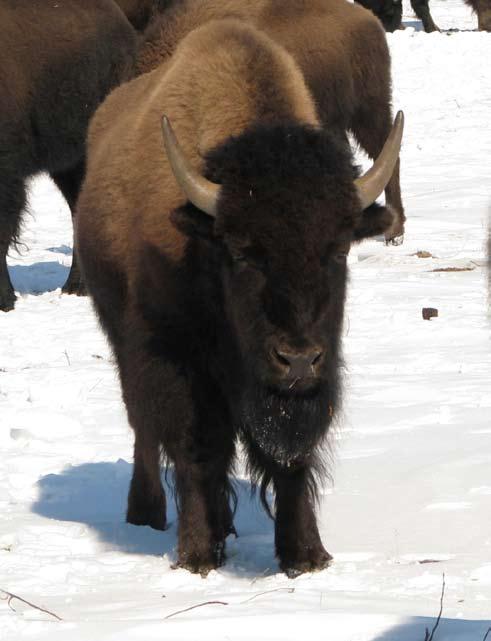 10 Bison sex and age quiz Bull Yearling Bull (at end of winter)