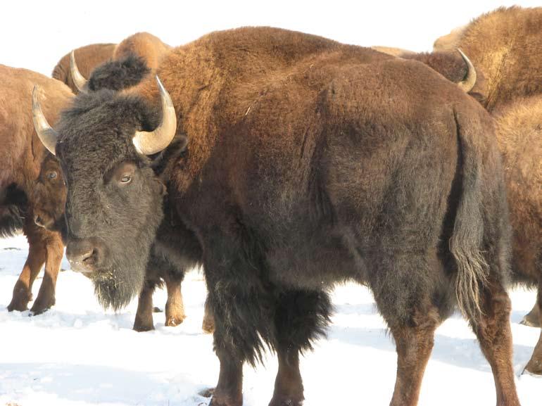 14 Bison sex and age quiz Bull
