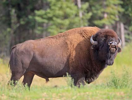 Bison Identification Guide Hunting bison is more difficult than most hunters realize. Every year the hunt of a lifetime is ruined for someone because they shoot the wrong animal.