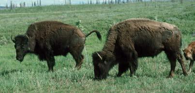 Female Bison Characteristics Penis Sheath: Females do not have one.