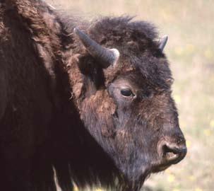* * In the Delta bison herd you don t see many bulls with C shaped horns