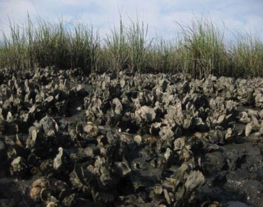 Shellfish Reefs Natural integration into saltmarsh habitat Enhance sedimentation