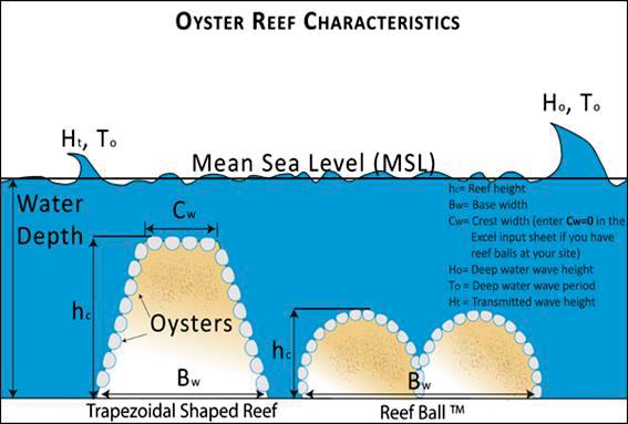 wider reefs and reefs higher than MSL