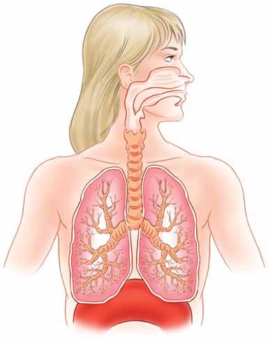 7.1 The respiratory system: structure and functions Key concept The respiratory system allows the body to breathe, bringing oxygen into the body and removing carbon dioxide.