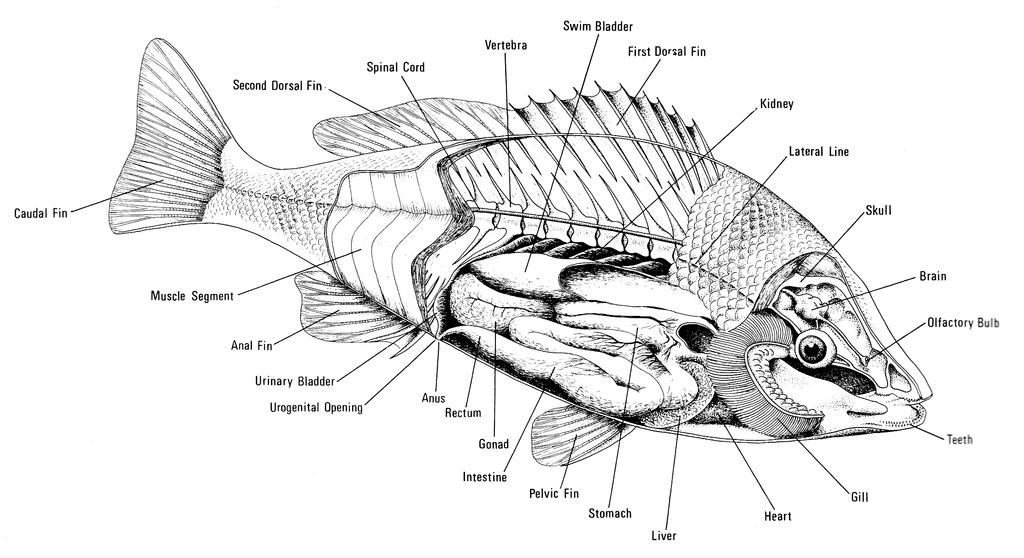 Basic skills students should learn from Ichthyology: Lecture portion of the course (A topical approach) o To understand how life in water constrains anatomy and physiology of fishes.