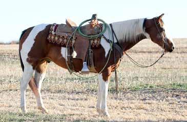 Just don t miss this good young gelding. Representative: Ryan Cole 2 C BAR CATTLE MIGHTY MOUSE PAINT HORSE 4 STEVEN CHENEY CHEROKEE PAINT HORSE Foaled... 12/31/2011 Color... Buckskin Foaled.