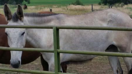 MULES Buddy Answering the growing demand for part-draft mules, we have full brother grey john mules that area potentially a matched pair.