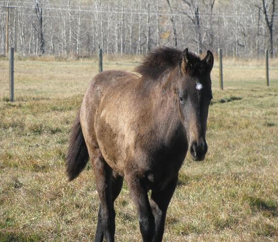 He s statuesque and gentle, and like all of ours, natural in gait. $3200 Fancy s Bright Star is by Absaroka Silver Dollar out of Piper s Red Fancy.