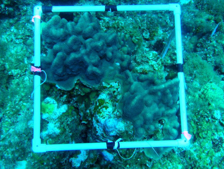 The reef coral and macroalgal cover will be evaluated along three (3) 30m transects at each station.