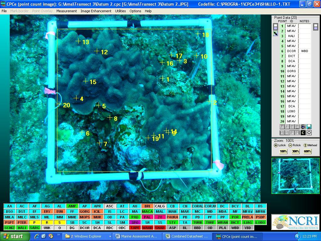 Figure 4: Analysis of Image using CPCe v3.4 2.2 The Reef Fish Community The identical stations (Reef 1-6) will be used to evaluate the fish communities.