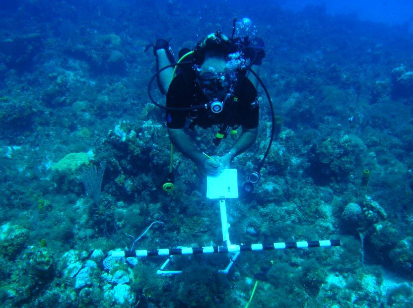 Figure 5: Fish survey along 30m transect using AGRRA method In addition, a 20-minute roving dive will be conducted at each station during which fish species were identified and given a frequency