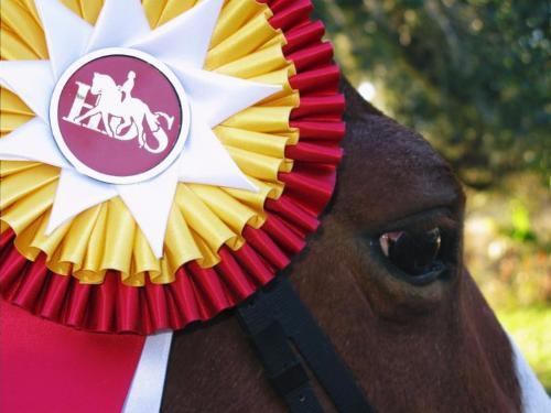 Houston, Texas - (May 16, 2017) - The three championship winners at the Shoofly Farm CDI and Houston Dressage Society (HDS) Spring Classic I and II came home with a fistful of ribbons as well as some
