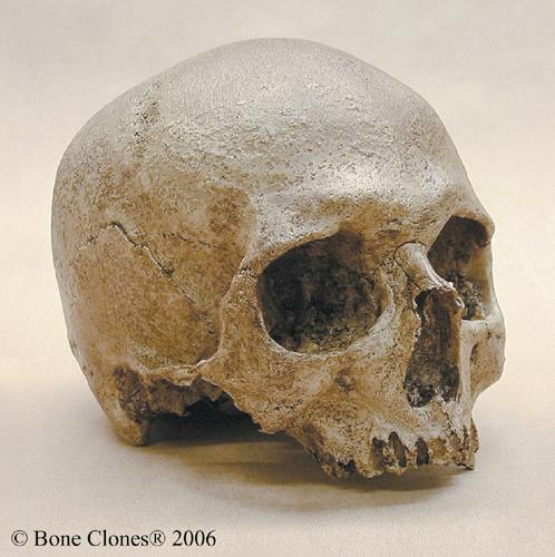 Sapiens Discovered in 2003 95-13 kya Height: 1M Brain size: